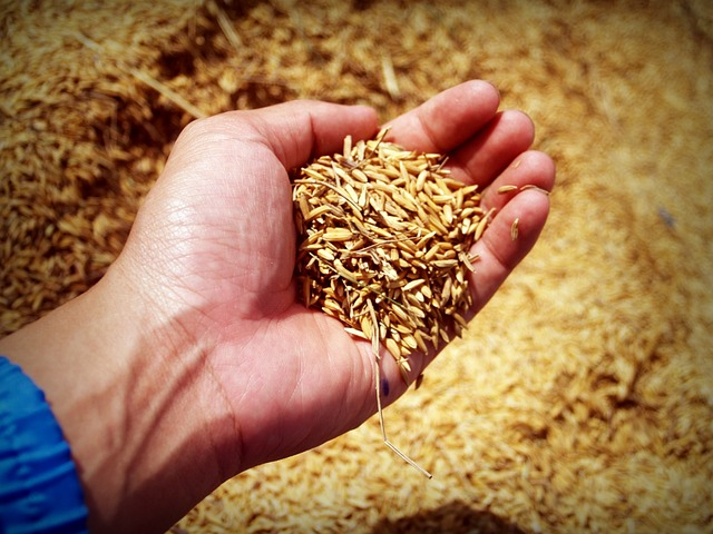rice, hand, harvest