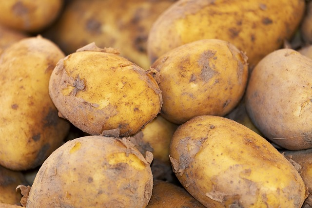 potato, new harvest, nature